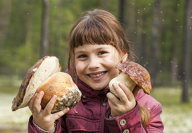 Houbařská sezona je v plném proudu. Tato místa teď hlásí největší úlovky