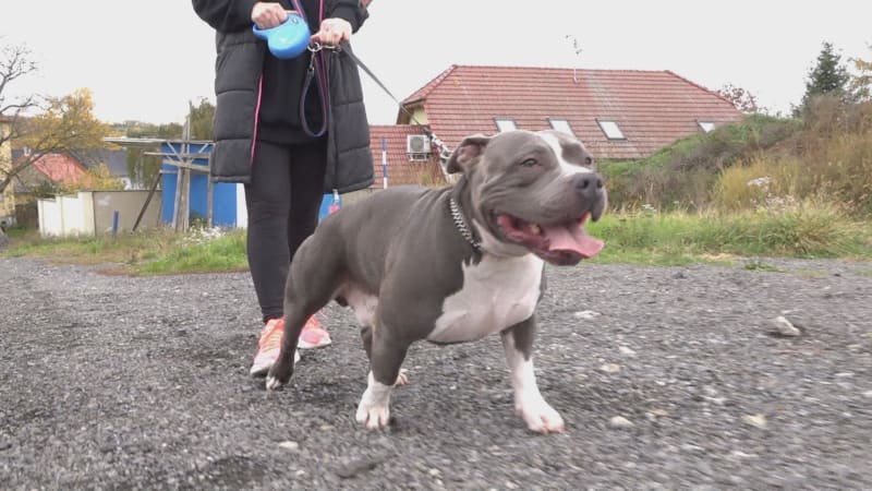 Zachránce umírajícího staforda z Uherského Hradiště získal cenu Psí anděl. Blade už je zdravý