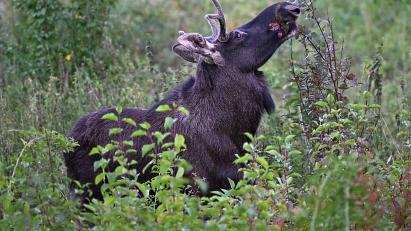 Los Emil se na Šumavě zabydlel. Nechte ho na pokoji, prosí lidé početné zvědavce