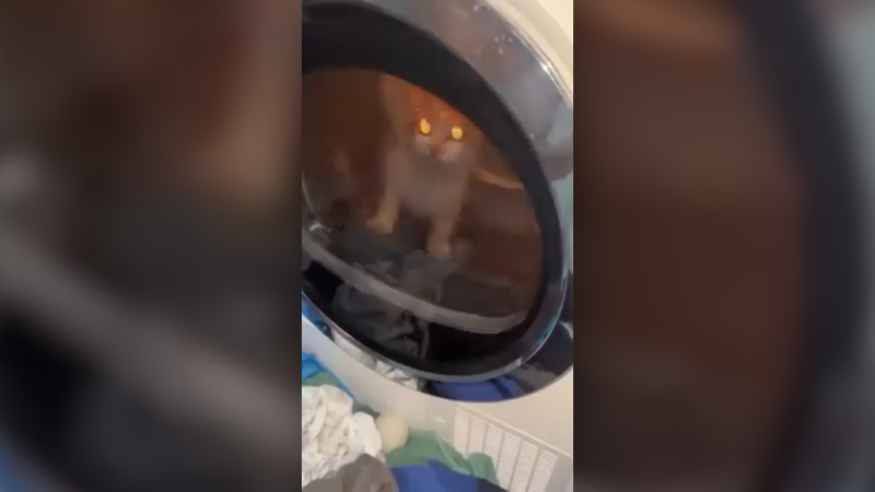 Sr*l nás, aspoň ušetříme granule: Mladíci v Litoměřicích týrali kočku v sušičce, ukazuje video