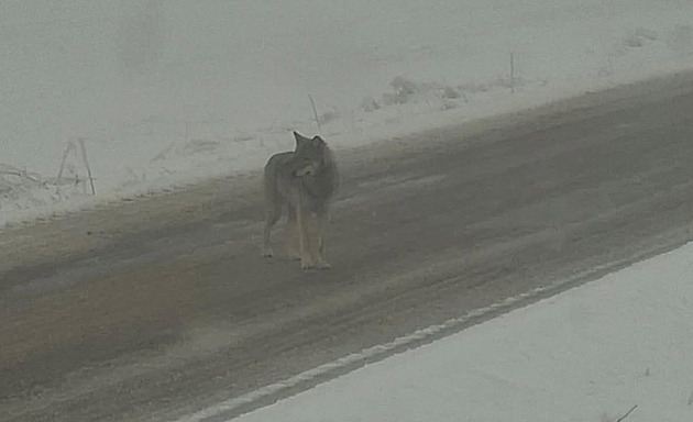 Zemědělce na Žďársku překvapil putující vlk, vidělo ho hned několik lidí