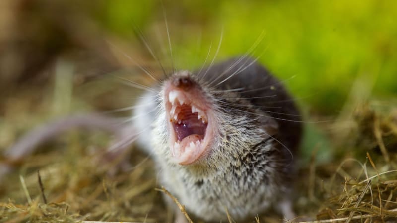 Smrtící virus jen kousek od Česka: Bavorsko hlásí další případ, nemoc přenášejí rejsci