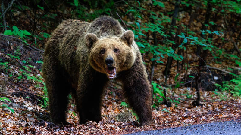 Medvěd strhl cyklistu z kola a pokousal ho. Muž se u Valče z posledních sil doplazil k chatám